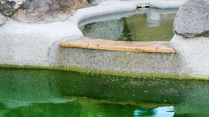 Bright to dark green, slimy, cloudy water