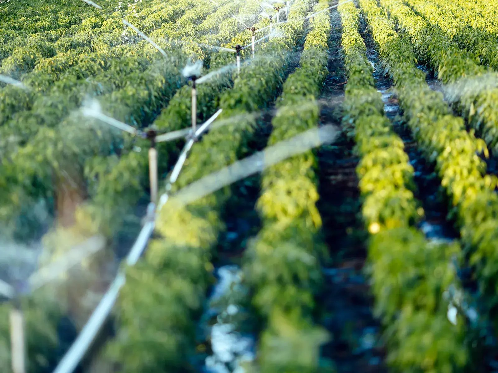 Irrigation_Farm_Warm_1600x1200