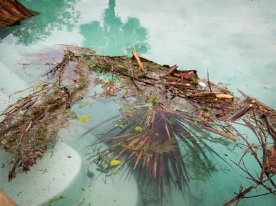 Palm Tree Debris in Swimming Pool