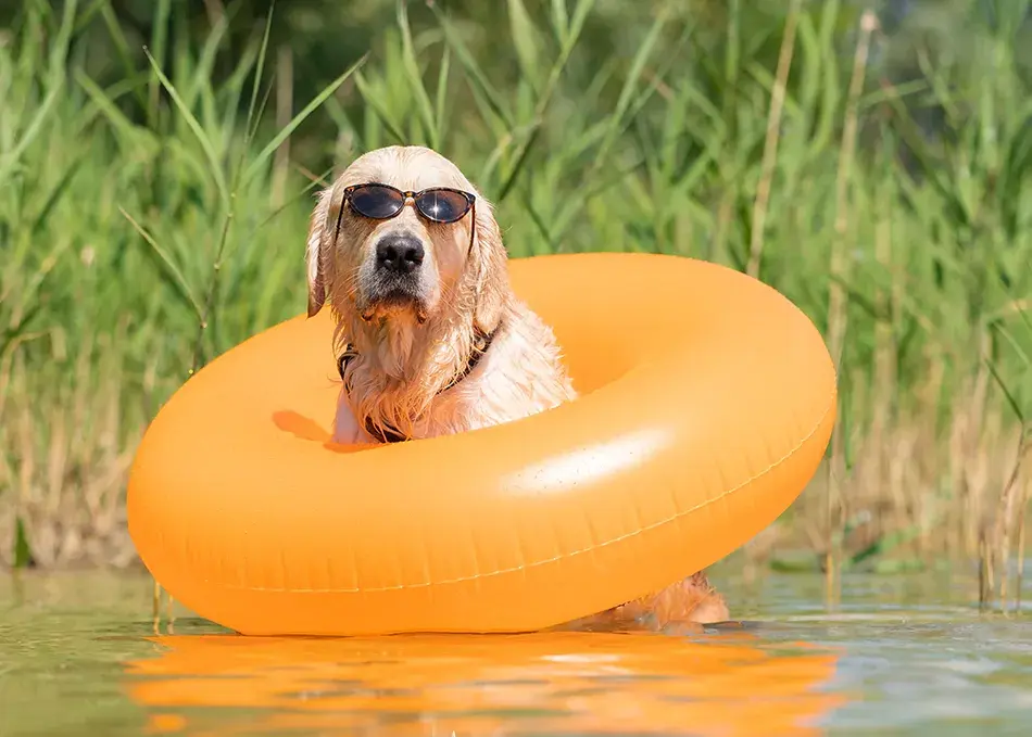 Dog with sunglasses in water