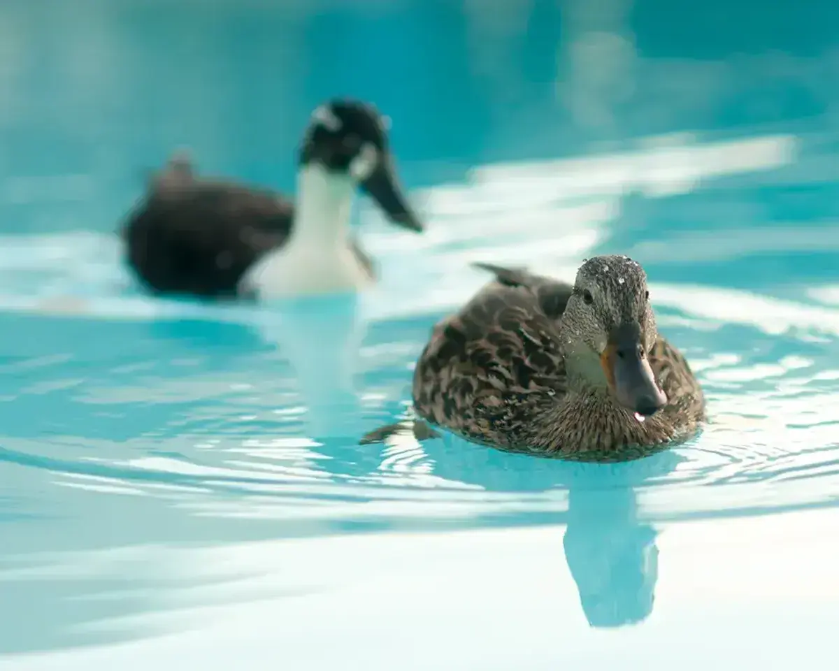 How to Manage Pool Water Contamination from Wild Animals | HASA