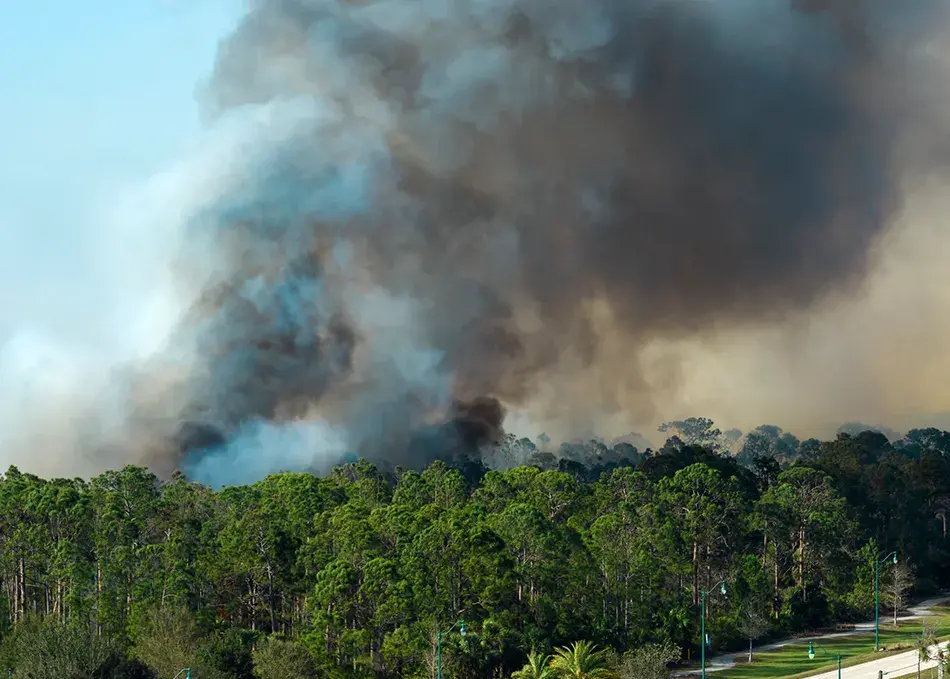 Wildfire in wooded area