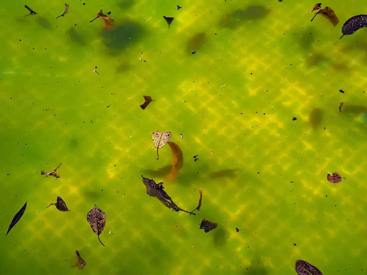 Pool Algae Guide: Types, Identification, and Treatment