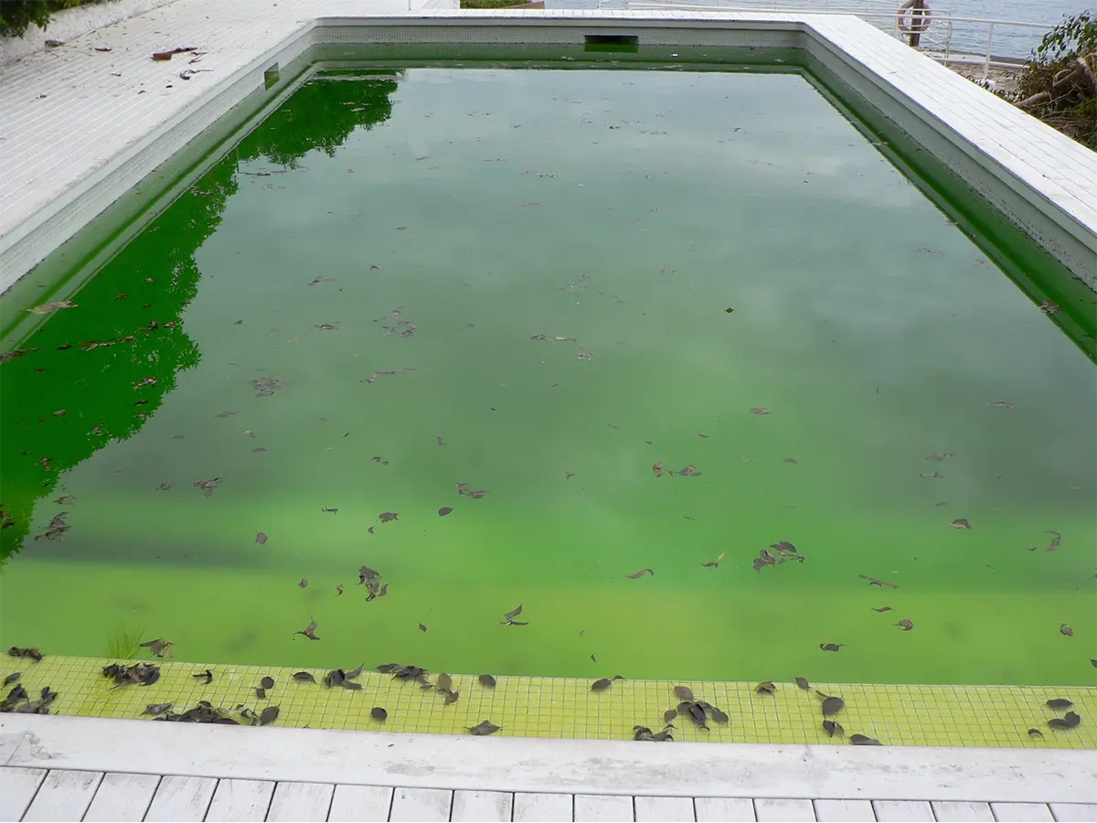 Outdoor Swimming Pool overcomw with green algae and debris