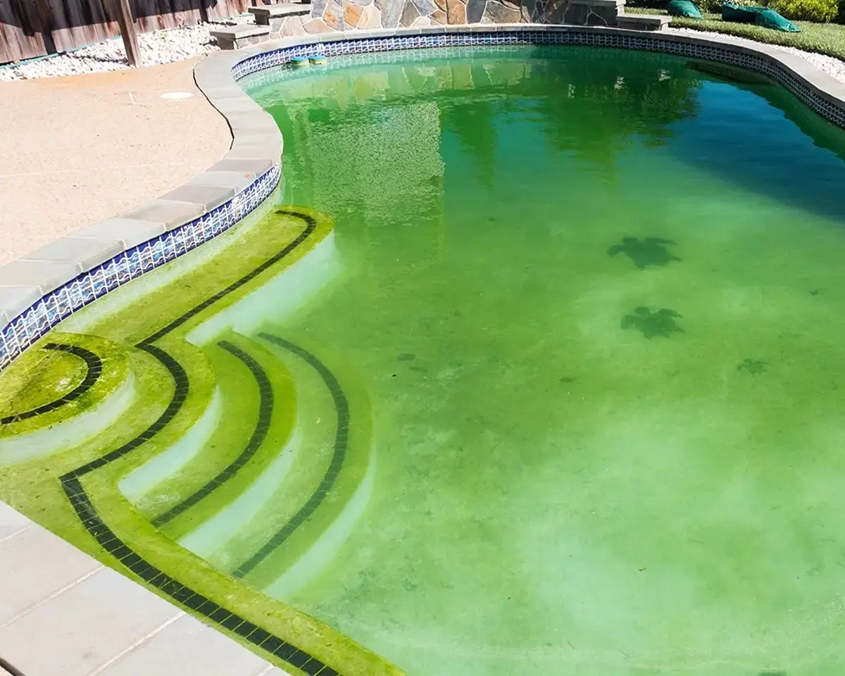Pool Maintenance for Beginners: When and Why to Use Algaecides | HASA