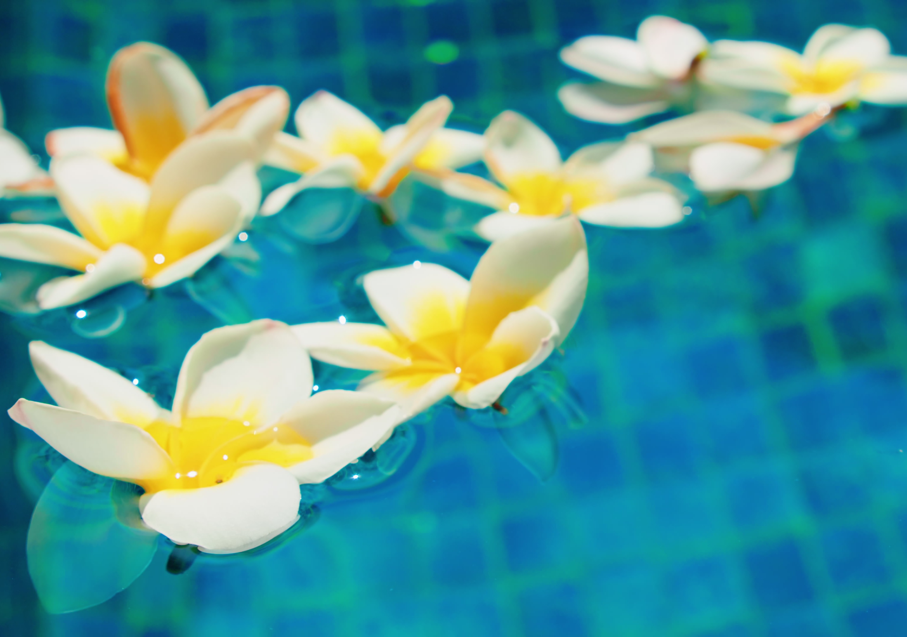 Understanding and Managing Pollen in Swimming Pools