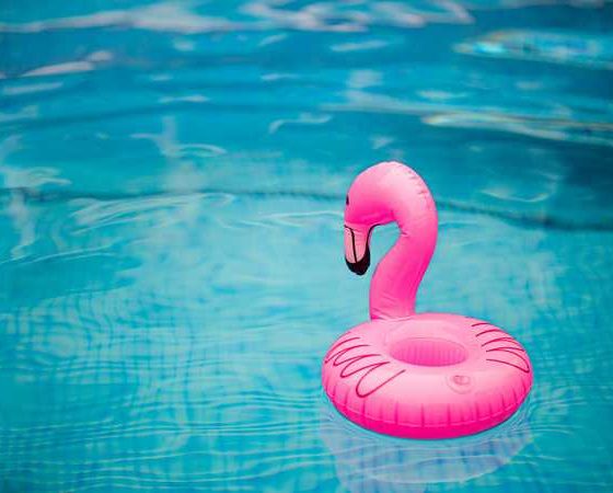 pink flamingo in pool
