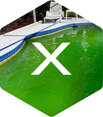 algae water